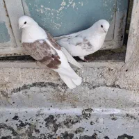 کفتر نوک ریز