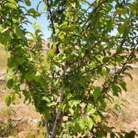 فروش ومعاوضه زمین ویلایی ۴۵۳متر مزرعه|فروش زمین و ملک کلنگی|صوفیان, |دیوار