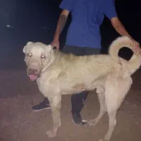 فروش سگ عراقی یا پژدر ۱۶ ماهه