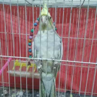 عروس هلندی نر