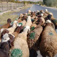 ۳۵تا گوسفند جوان ابستن سنگین|حیوانات مزرعه|سنندج, |دیوار