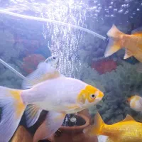 ماهی|ماهی|رباط‌کریم, رباط‌کریم|دیوار