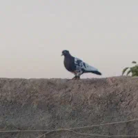 کفتر سینه سیاه با کله