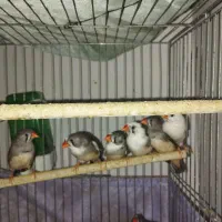 مرغ عشق فنج عروس|پرنده|تهران, اتابک|دیوار