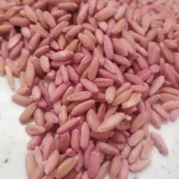 فروش بذر گندم