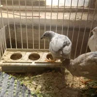 بلدرچین مینیاتوری|پرنده|بافق, |دیوار