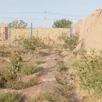 فروش فوری، فو ری باغ پسته هم سیاهت هم درآمد|فروش زمین و ملک کلنگی|رشتخوار, |دیوار