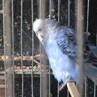 10عدد جوجه مرغ عشق رینبو|پرنده|بندر ماهشهر, |دیوار