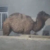 بچه شتر سنگین