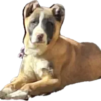 توله سرابی ماده