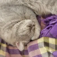 گربه|گربه|مهریز, |دیوار