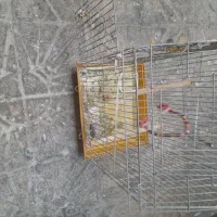 قفس بزرگ|لوازم جانبی حیوانات|بروجرد, |دیوار