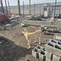 واگذاری توله ماده