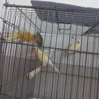 تعدادی قناری|پرنده|لنگرود, |دیوار