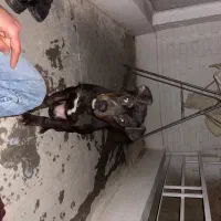 توله پیتبول