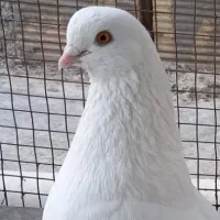 کبوتر نر نوک ریز