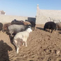 بره چاق پلواری فروشی|حیوانات مزرعه|تهران, امیریه|دیوار