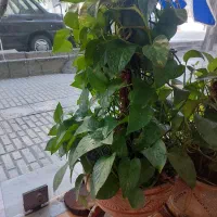 گل پتوس  با گلدان