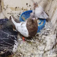 سینه خال ساده کبوتر چپ|پرنده|مشهد, شهید قربانی|دیوار