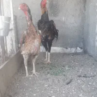 مرغ و خروس اوشامو