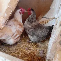 تخم مرغ نطفه داربی نطفه