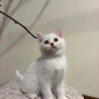 واگذاری گربه