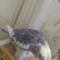 عروس هلندی|پرنده|گلستان (تهران), |دیوار