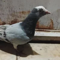 کفتر