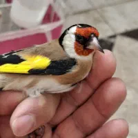 سهره حلب.چهارگل.شهرستانم قابل ارسال|پرنده|کرمانشاه, |دیوار