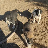 توله سگ نر و ماده فروش فوری|سگ|تربتحیدریه, حاجی یار|دیوار