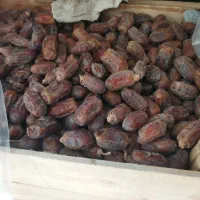 خرما استعمران صادراتی درجه یک یک