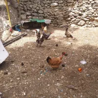 مرغ و خروس