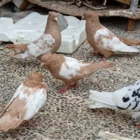 تعدادی کبوتر نمونه