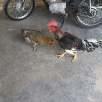 خروس لاری دورگه