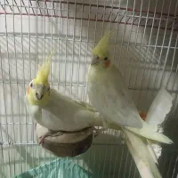 جفت عروس هلندی کار داده