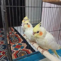 جوجه عروس