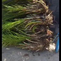 پاجوش نخل|خدمات باغبانی و درختکاری|رودبار (کرمان), |دیوار