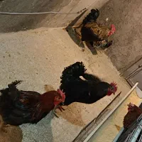 خروس بومی و محلی|حیوانات مزرعه|اصفهان, ارغوانیه|دیوار