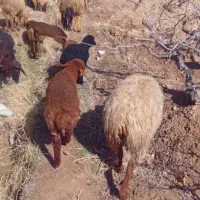 میش داشتی|حیوانات مزرعه|اسفراین, |دیوار