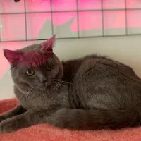 گربه اسکاتیش