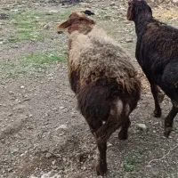 گوسفندنر گوشت خالص|حیوانات مزرعه|قزوین, |دیوار