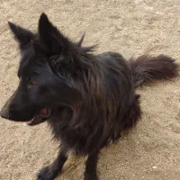 ژرمن بلک شولاین|سگ|ابهر, |دیوار