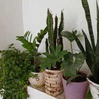 ۱۶ تا گل و گلدان زیبا شاداب سر حال