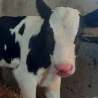 فروش گوساله شیرخوار درشت و سالم