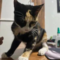 واگذاری رایگان گربه|گربه|بردسکن, |دیوار