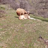 سگ پژدر|سگ|مریوان, |دیوار