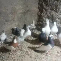 کفتر پرشی|پرنده|پیشخور, |دیوار