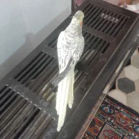 عروس هلندی ماده گلباقالی رام و دستی