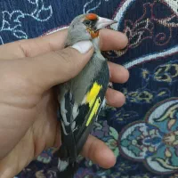 سهره کرمونی نر|پرنده|شیراز, کوشک میدان|دیوار