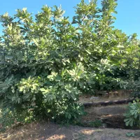 باغ و منزل مسکونی|فروش خانه و ویلا|معمولان, |دیوار